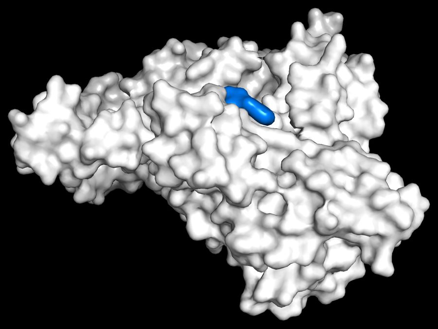 PyMOL surface rendering of human serum albumin with a ligand highlighted in blue
