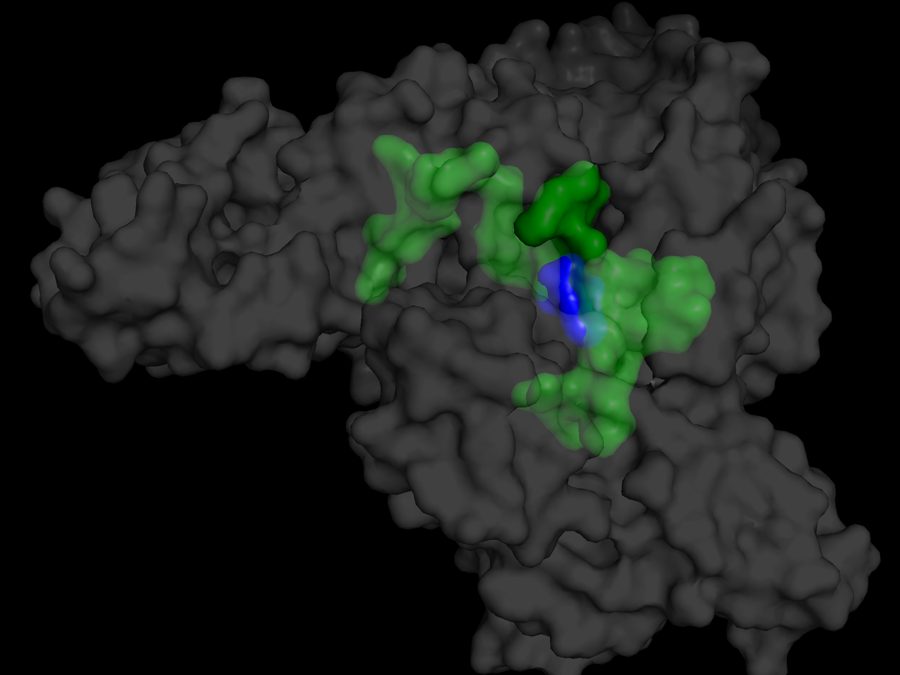 PyMOL surface rendering of a protein with a detected pocket highlighted in green and a ligand in blue
